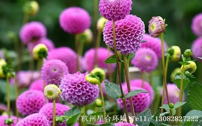 绿化养护紫色绒球大丽花