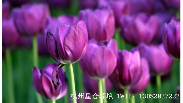 绿化养护