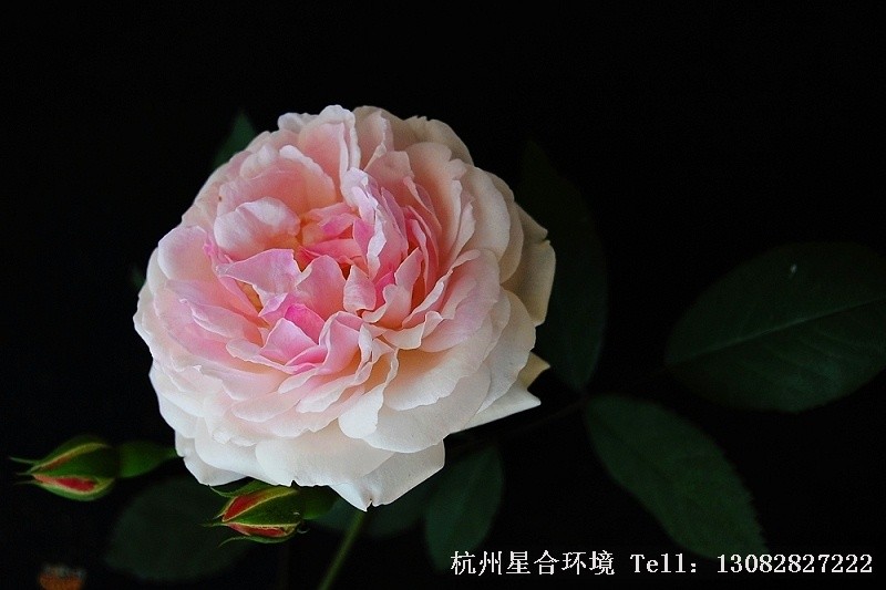 绿化养护木香