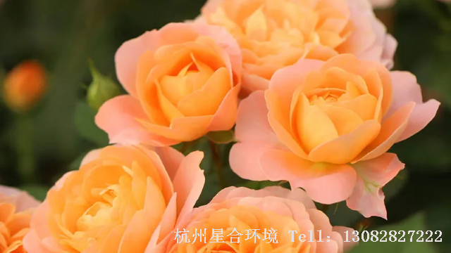 绿化养护