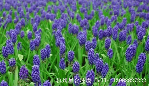 绿化养护葡萄风信子