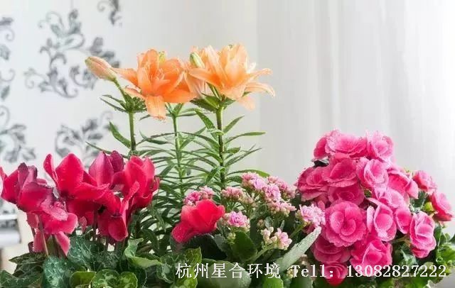 植物租摆