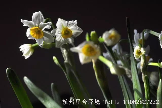 植物租摆