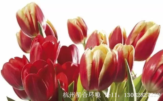 植物租摆