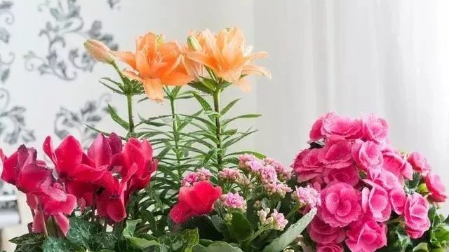 植物租摆