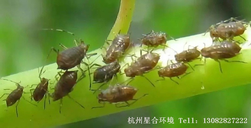 绿化养护