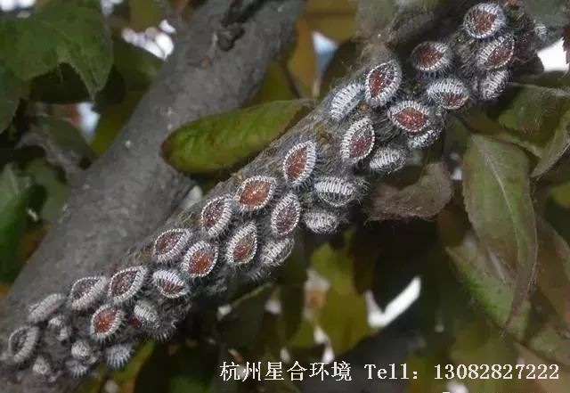 绿化养护