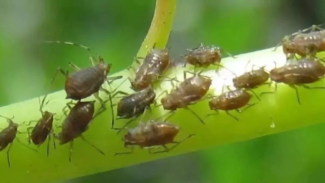 绿化养护