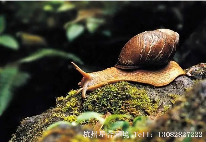蜗牛防治蜗牛