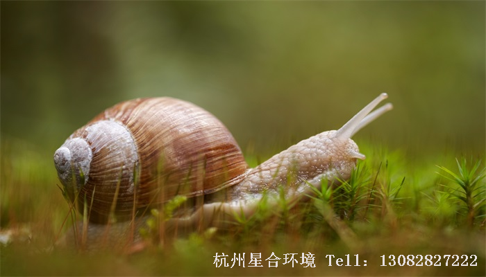 蜗牛防治细节