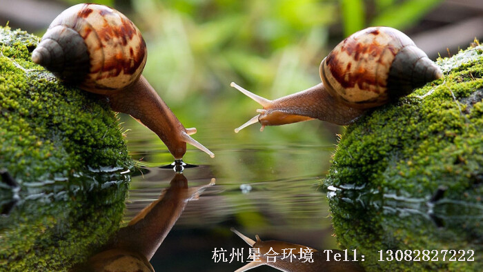 蜗牛防治