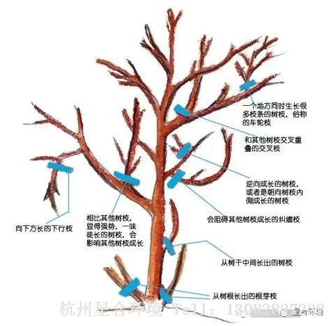 绿化养护