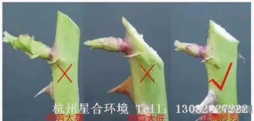 绿化养护