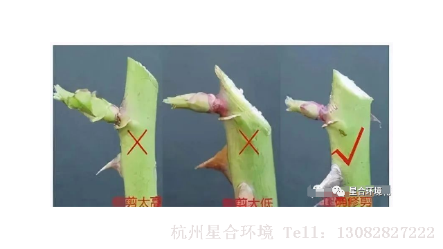 绿化养护