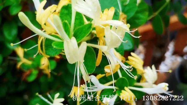 绿化养护
