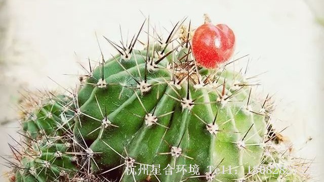 庭院施工