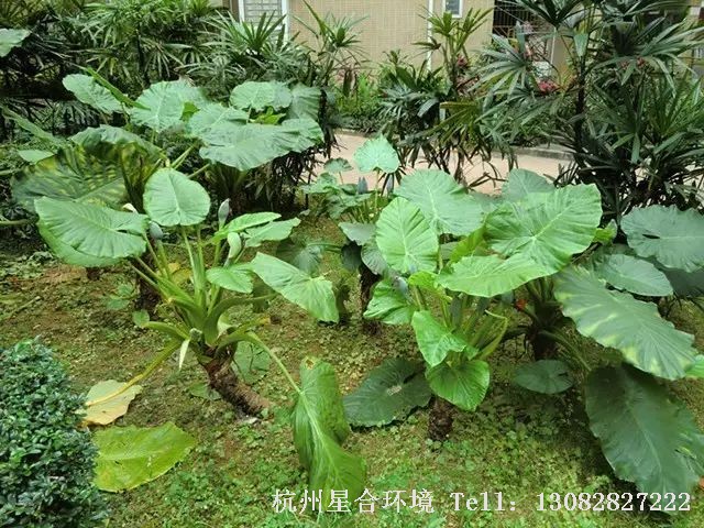 庭院施工