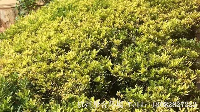 道路养护