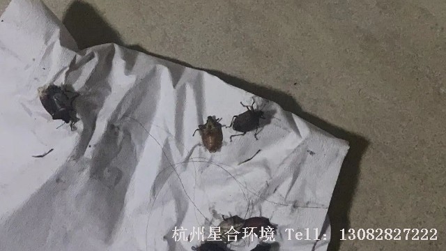 绿化养护