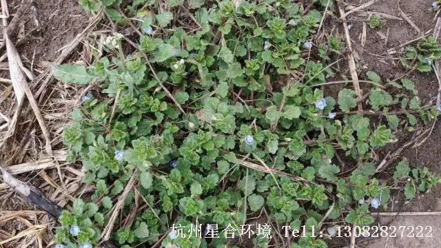 小区绿化养护-小区绿化养护中不按套路出牌的“越年生杂草”怎么除？