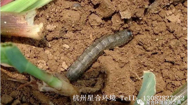 绿化打药