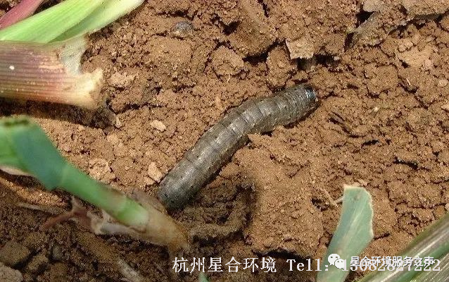 绿化打药