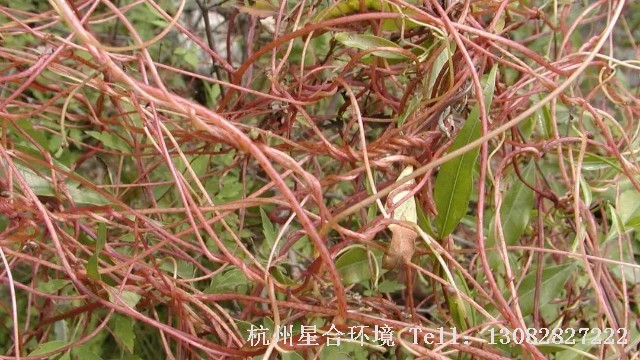 绿化养护