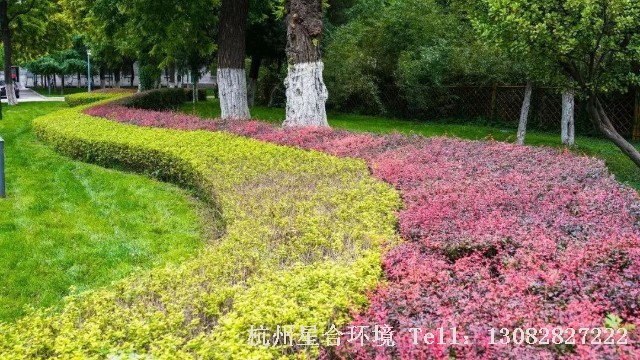 绿化养护