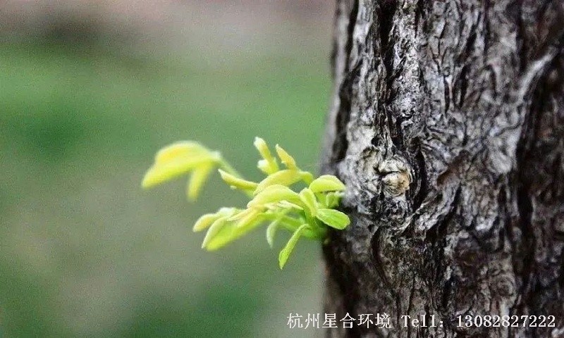 绿化养护