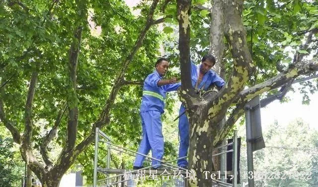 绿化养护