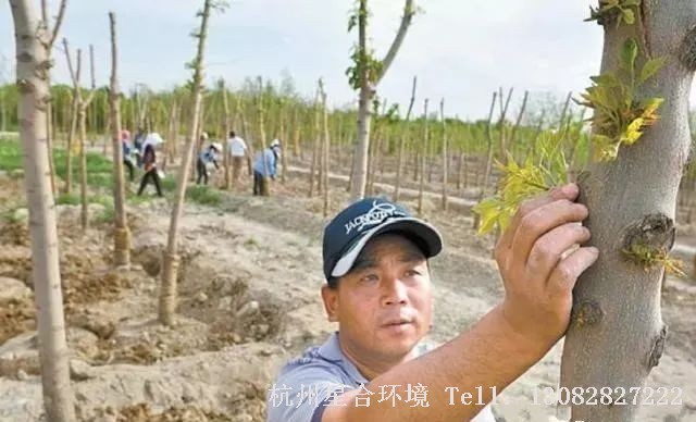 绿化养护