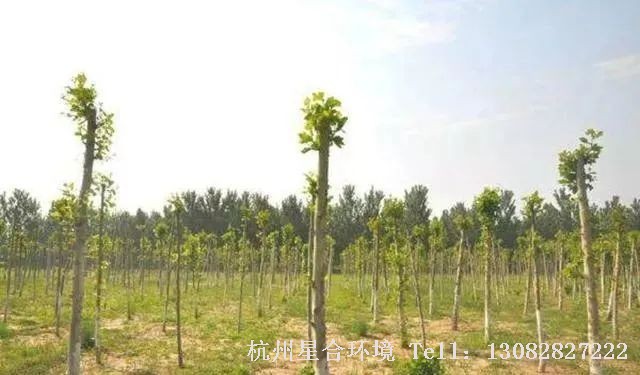 绿化养护