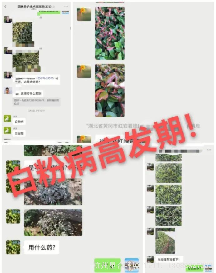 绿化养护