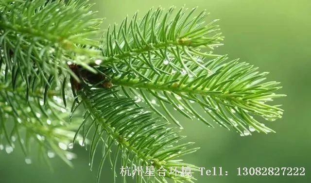 绿化养护
