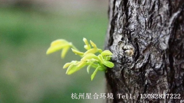 绿化养护