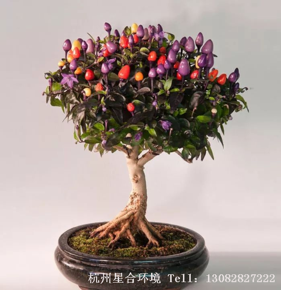 庭院养护适量结果可使营养生长缓和，有利于当年花芽的形成。应根据“树体小，留果少；树体大，留果多；旺树多留，弱树少留”的原则，调节树势与果量的平衡。