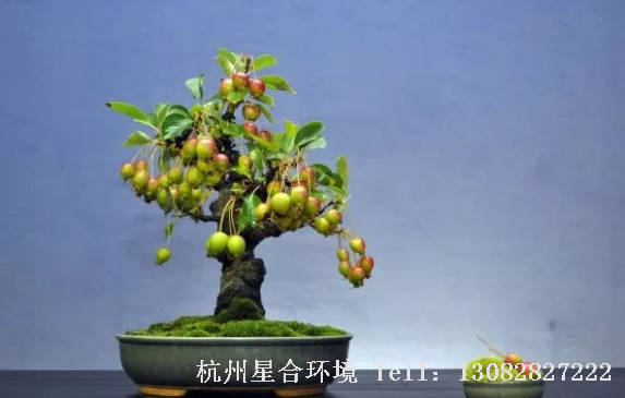 也就是在果树的花芽分化临界期进行庭院养护干旱处理，使果树处于水分胁迫状态，可强烈地抑制营养生长，调节激素平衡，促进营养积累和花芽分化。