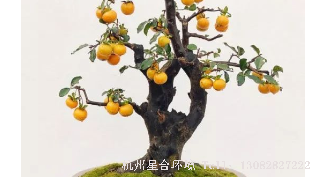庭院养护