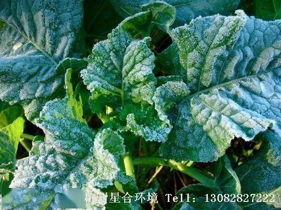 花园养护-为什么霜降之后的青菜比较好吃? 微信图片_20230210215937