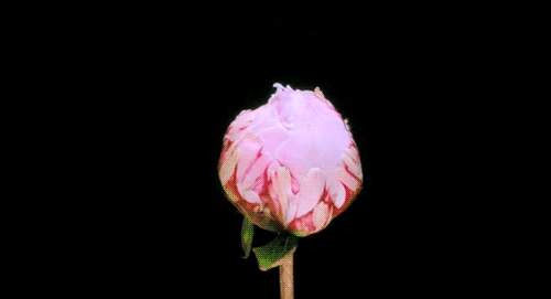 花园养护-花开有声音吗?