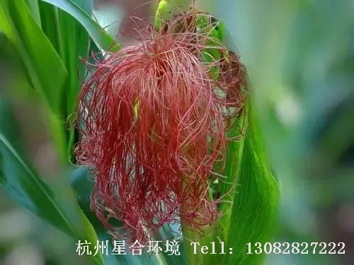 花园养护-如何分辨植物的雌雄?