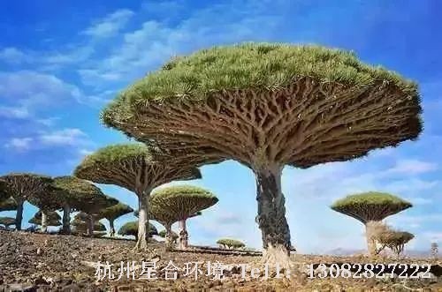 花园养护-世界上活得最长时间的植物是什么?