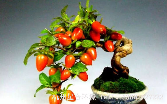 如果庭院养护盆栽果树过旺，就要减少土壤中的氮肥量，增加磷肥和钾肥的供应，以免果树树势过旺。