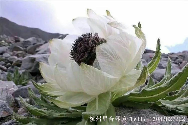 花园养护-花的颜色有什么秘密?