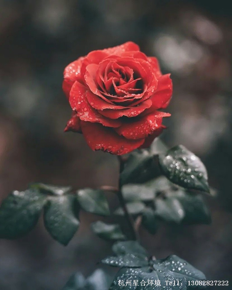 花园养护-玫瑰都是月季变种而来，是这样吗?