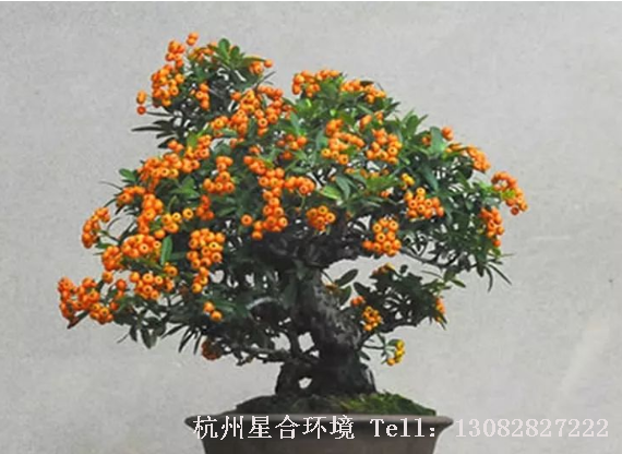 庭院养护果树盆景不同观叶型盆栽，需要充足的阳光满足花芽分化的光照需求，所以应摆放在背风向阳的场所进行日常养护，避免在室内厅堂摆放，室外也不可摆放过密。