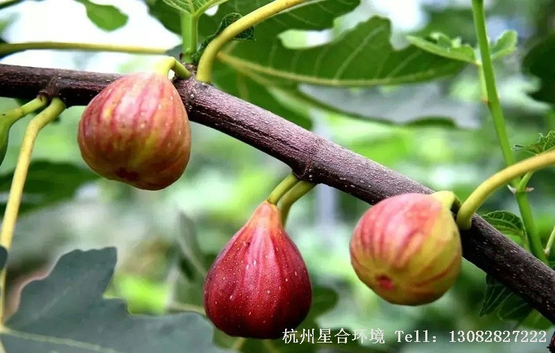 花园养护-无花果真的是不开花就结果吗?
