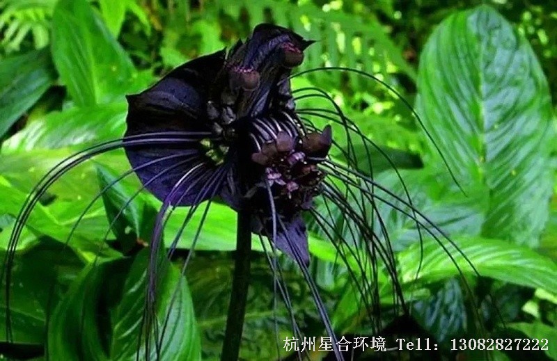 花园养护-为什么很少见到黑色、咖啡色的花朵?