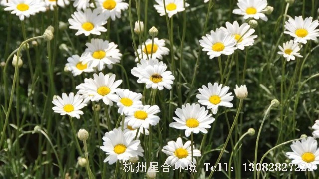花园养护-大开眼界！26个花园养护植物冷知识，全世界99%的人都不知道！