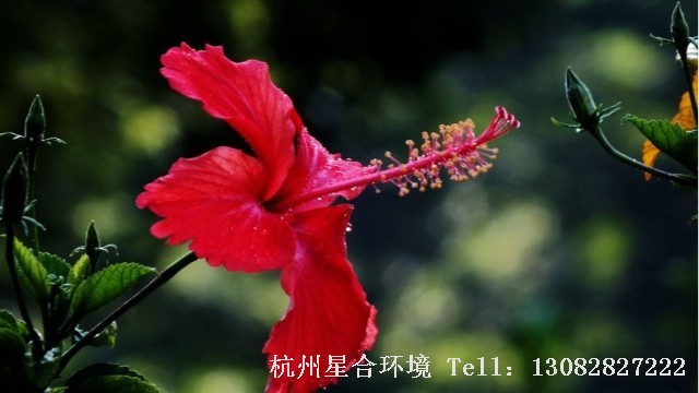 绿化施工